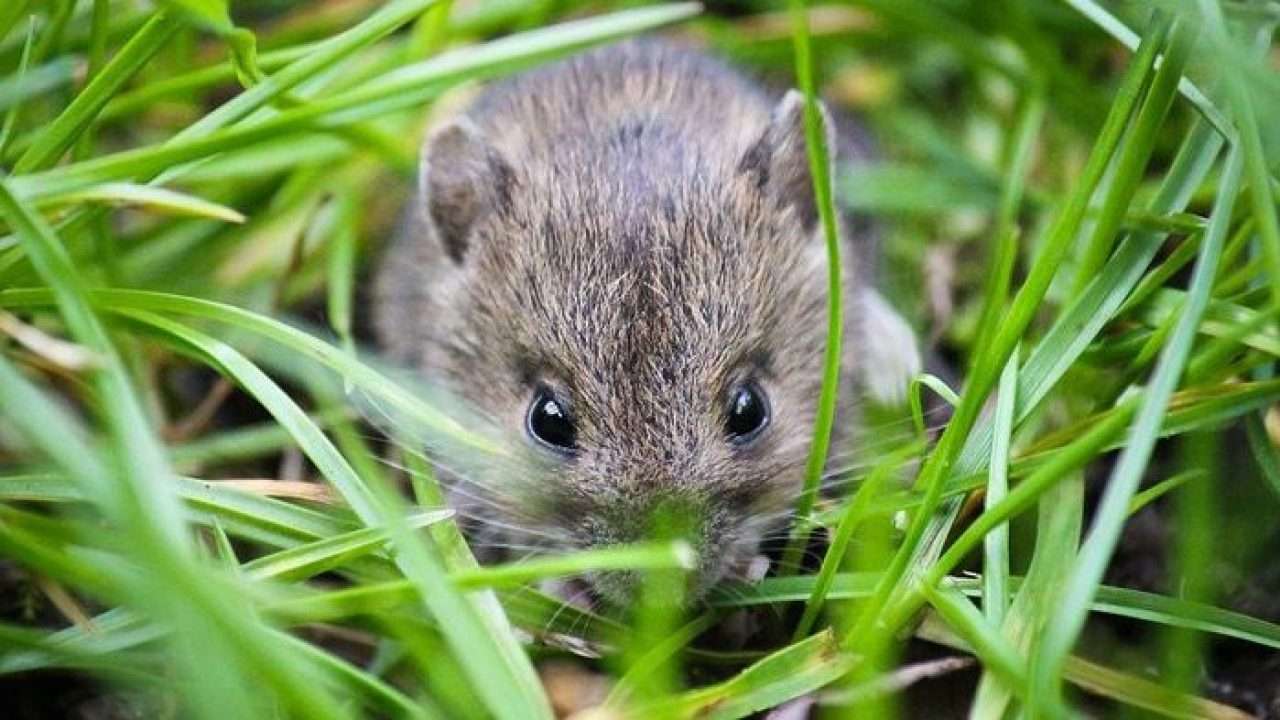 Basmi Hama Tikus dengan Pestisida Alami