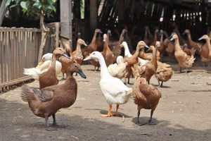 Cara Tingkatkan Kesehatan Bebek Petelur agar Usaha Lebih Untung